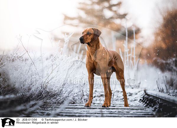 Rhodesian Ridgeback im Winter / Rhodesian Ridgeback in winter / JEB-01356