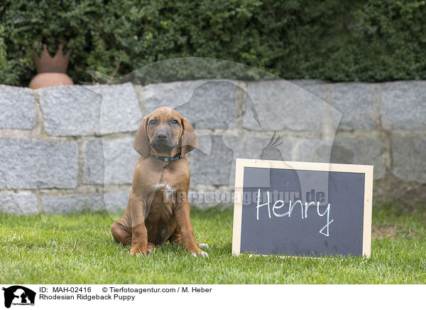 Rhodesian Ridgeback Welpe / Rhodesian Ridgeback Puppy / MAH-02416