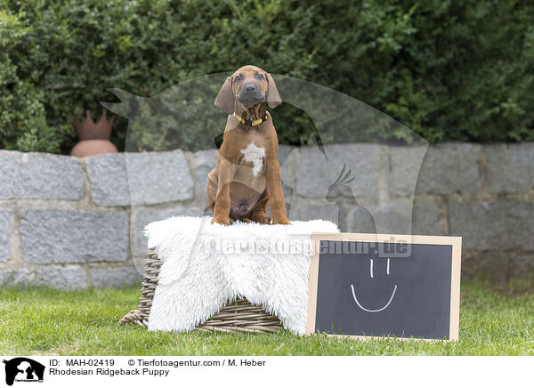 Rhodesian Ridgeback Welpe / Rhodesian Ridgeback Puppy / MAH-02419