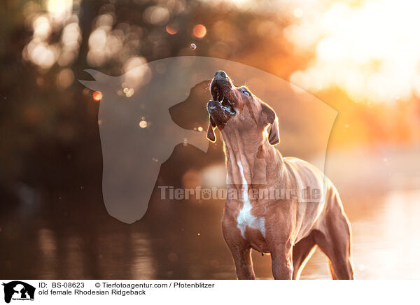 ltere Rhodesian Ridgeback Hndin / old female Rhodesian Ridgeback / BS-08623