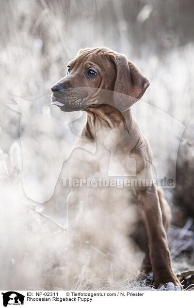 Rhodesian Ridgeback Puppy / NP-02311