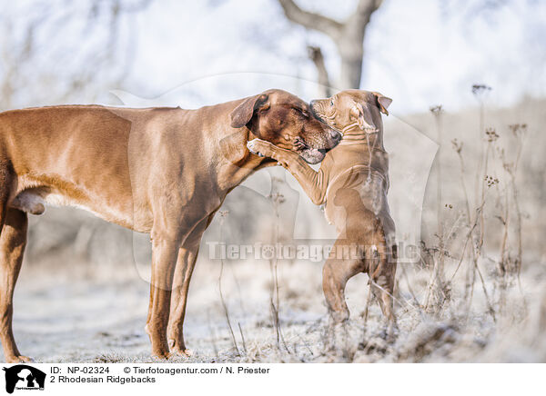 2 Rhodesian Ridgebacks / NP-02324