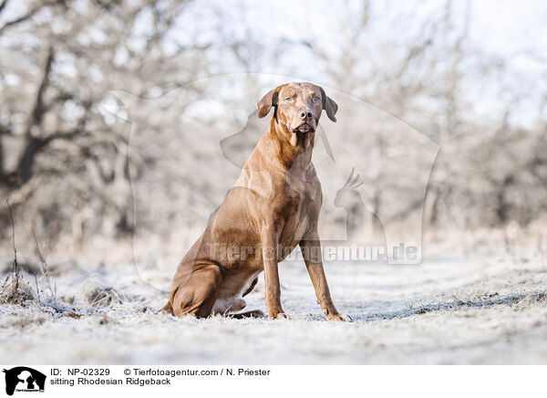 sitzender Rhodesian Ridgeback / sitting Rhodesian Ridgeback / NP-02329