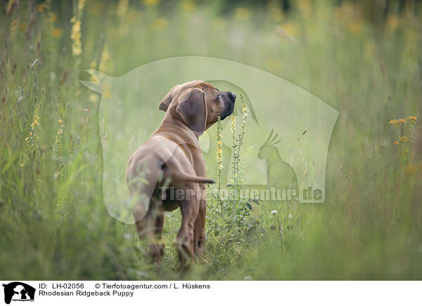 Rhodesian Ridgeback Puppy / LH-02056
