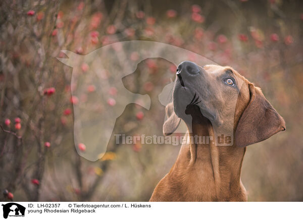 junger Rhodesian Ridgeback / young Rhodesian Ridgeback / LH-02357