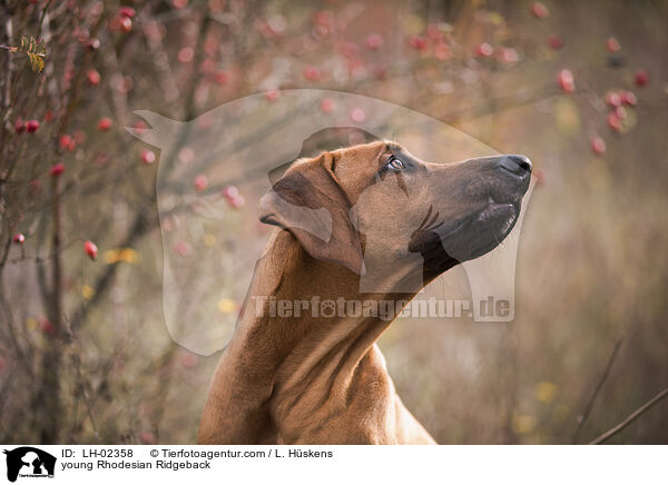 junger Rhodesian Ridgeback / young Rhodesian Ridgeback / LH-02358