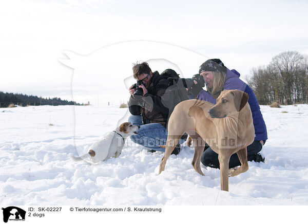 2 Hunde / 2 dogs / SK-02227