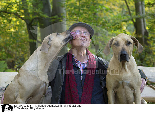 2 Rhodesian Ridgebacks / 2 Rhodesian Ridgebacks / SK-02238