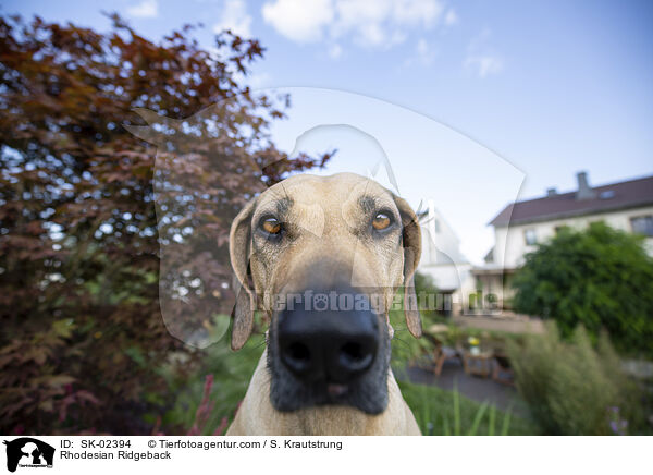 Rhodesian Ridgeback / Rhodesian Ridgeback / SK-02394
