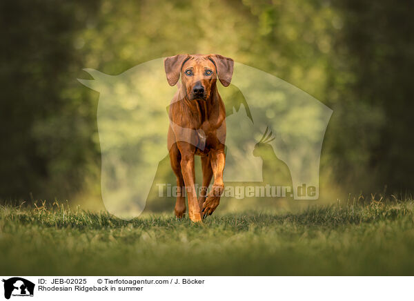 Rhodesian Ridgeback in summer / JEB-02025