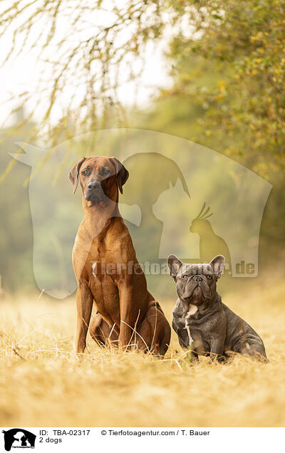 2 dogs / TBA-02317