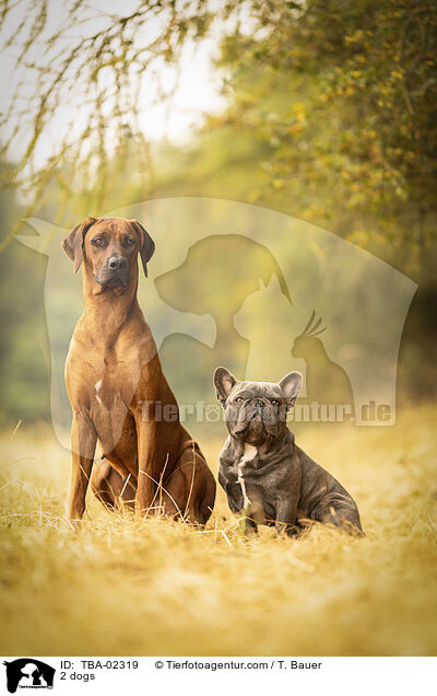 2 dogs / TBA-02319
