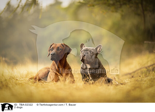 2 dogs / TBA-02322
