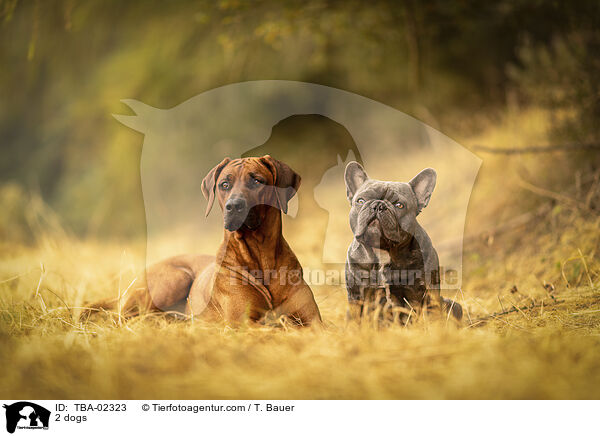 2 dogs / TBA-02323
