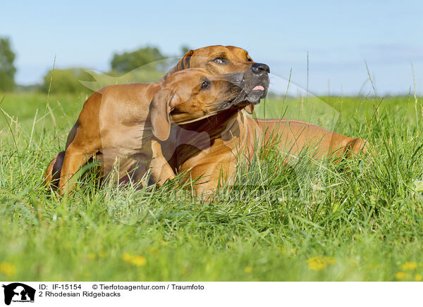 2 Rhodesian Ridgebacks / IF-15154