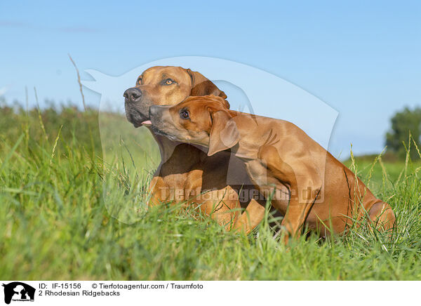 2 Rhodesian Ridgebacks / IF-15156