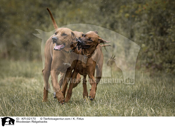 Rhodesian Ridgebacks / KFI-02170