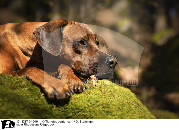 Rhodesian Ridgeback Rde / male Rhodesian Ridgeback / DST-01506