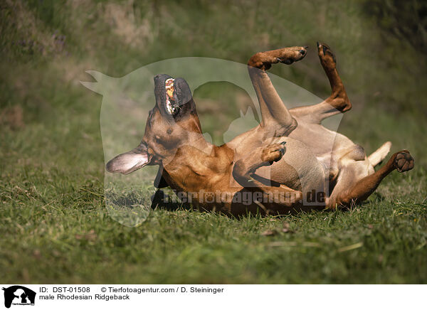 male Rhodesian Ridgeback / DST-01508