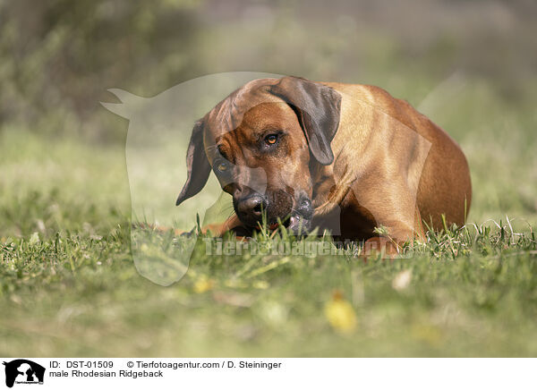 Rhodesian Ridgeback Rde / male Rhodesian Ridgeback / DST-01509