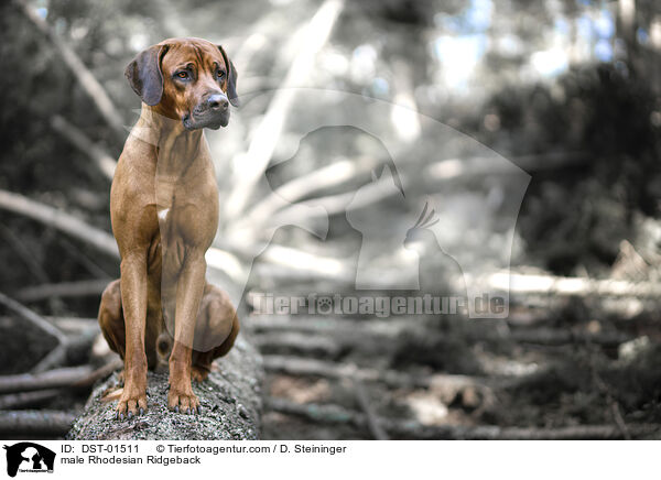 Rhodesian Ridgeback Rde / male Rhodesian Ridgeback / DST-01511