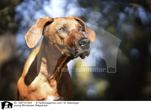 junger Rhodesian Ridgeback / young Rhodesian Ridgeback / DST-01544