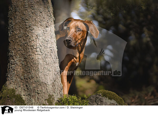 junger Rhodesian Ridgeback / young Rhodesian Ridgeback / DST-01548