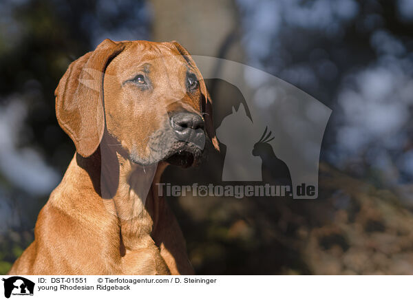 junger Rhodesian Ridgeback / young Rhodesian Ridgeback / DST-01551