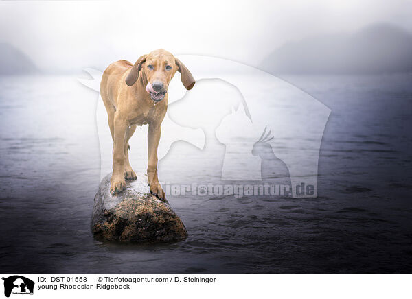 junger Rhodesian Ridgeback / young Rhodesian Ridgeback / DST-01558