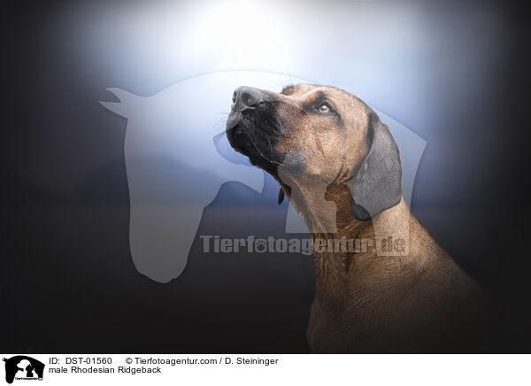 Rhodesian Ridgeback Rde / male Rhodesian Ridgeback / DST-01560