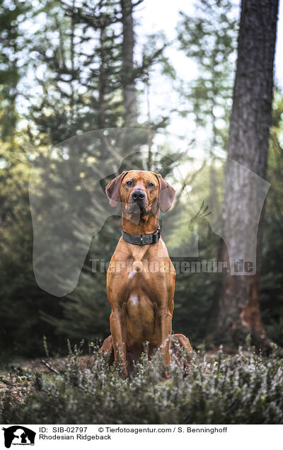 Rhodesian Ridgeback / Rhodesian Ridgeback / SIB-02797