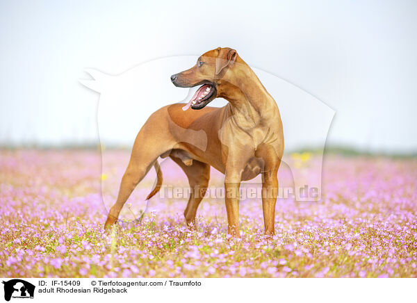 ausgewachsener Rhodesian Ridgeback / adult Rhodesian Ridgeback / IF-15409