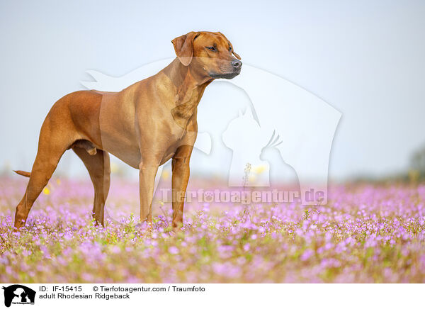 ausgewachsener Rhodesian Ridgeback / adult Rhodesian Ridgeback / IF-15415