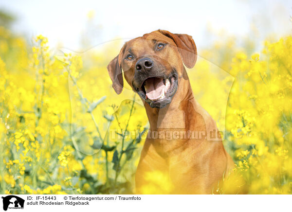 ausgewachsener Rhodesian Ridgeback / adult Rhodesian Ridgeback / IF-15443