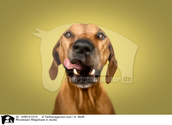 Rhodesian Ridgeback in studio / AWO-01010