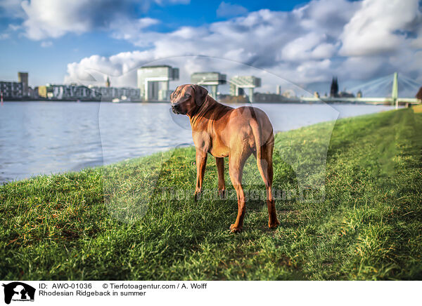 Rhodesian Ridgeback im Sommer / Rhodesian Ridgeback in summer / AWO-01036