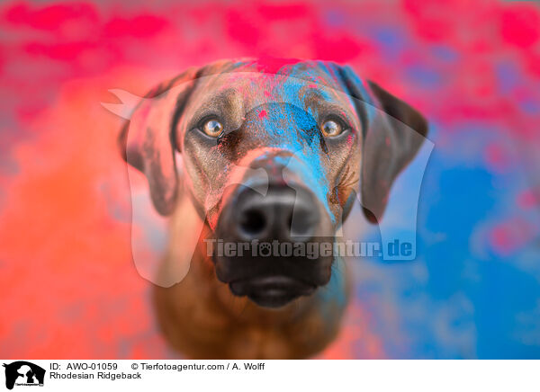 Rhodesian Ridgeback / Rhodesian Ridgeback / AWO-01059