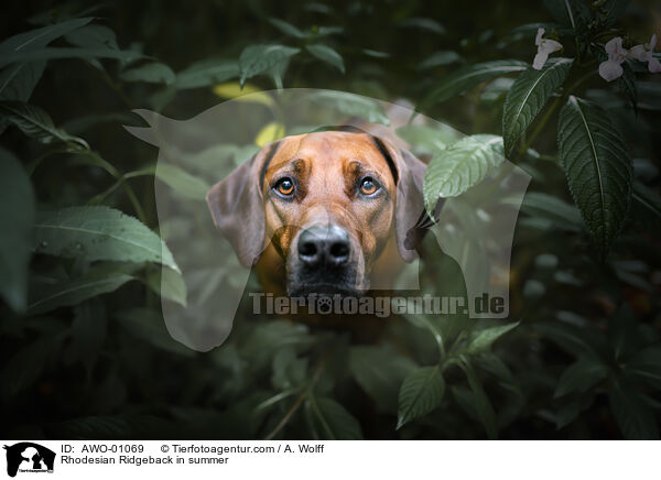 Rhodesian Ridgeback im Sommer / Rhodesian Ridgeback in summer / AWO-01069