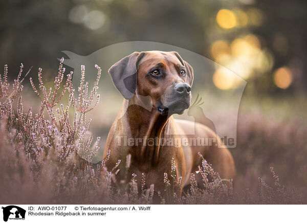 Rhodesian Ridgeback im Sommer / Rhodesian Ridgeback in summer / AWO-01077