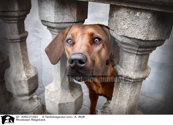 Rhodesian Ridgeback / Rhodesian Ridgeback / AWO-01083