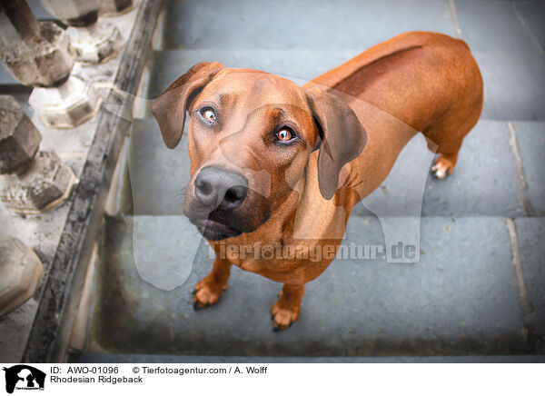 Rhodesian Ridgeback / Rhodesian Ridgeback / AWO-01096