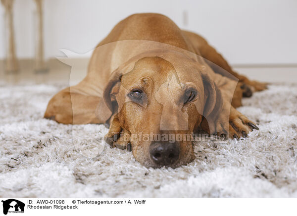 Rhodesian Ridgeback / Rhodesian Ridgeback / AWO-01098