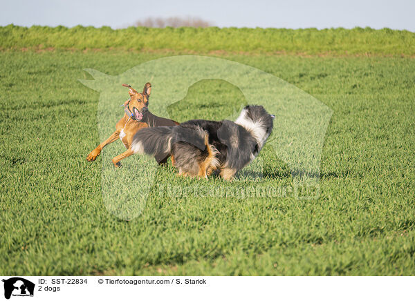 2 dogs / SST-22834