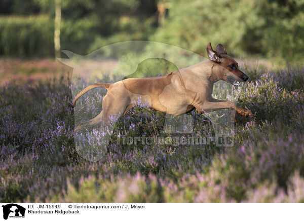 Rhodesian Ridgeback / Rhodesian Ridgeback / JM-15949