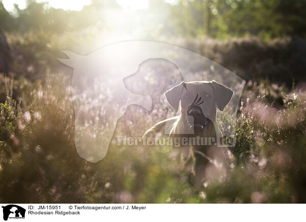 Rhodesian Ridgeback / Rhodesian Ridgeback / JM-15951