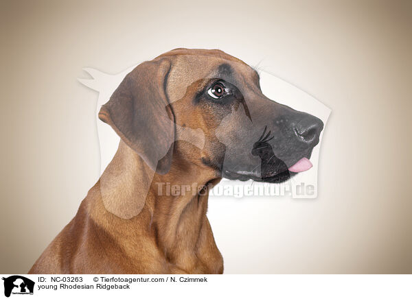 young Rhodesian Ridgeback / NC-03263