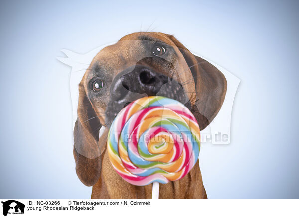 young Rhodesian Ridgeback / NC-03266