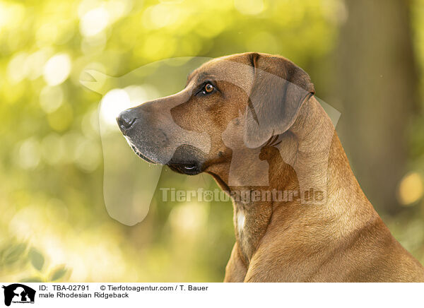 Rhodesian Ridgeback Rde / male Rhodesian Ridgeback / TBA-02791