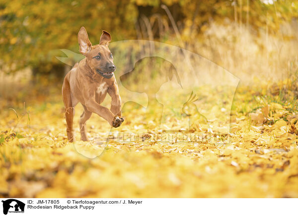 Rhodesian Ridgeback Welpe / Rhodesian Ridgeback Puppy / JM-17805