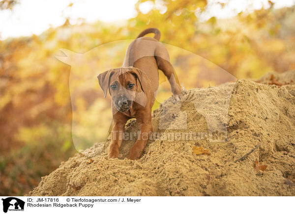Rhodesian Ridgeback Welpe / Rhodesian Ridgeback Puppy / JM-17816